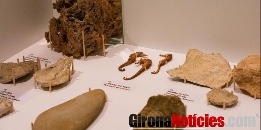 Museu Darder de Banyoles 