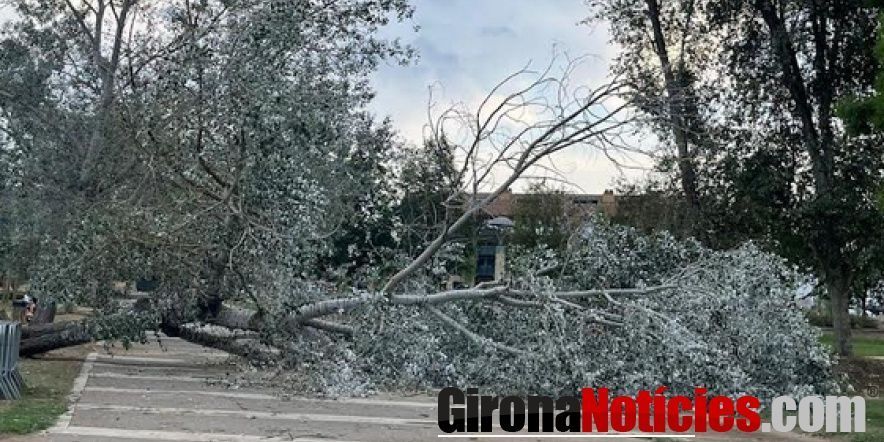 Arbres caiguts a Banyoles 