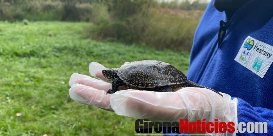 Consorci Tortugues 
