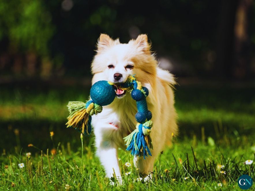 Productos para mascotas