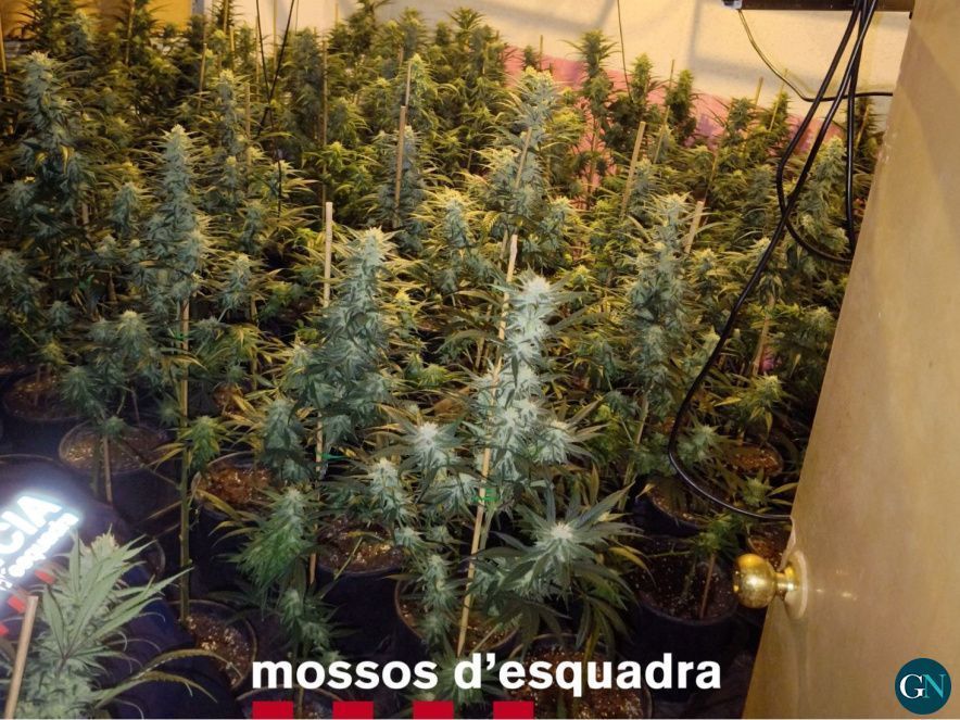 Mossos d'Esquadra 