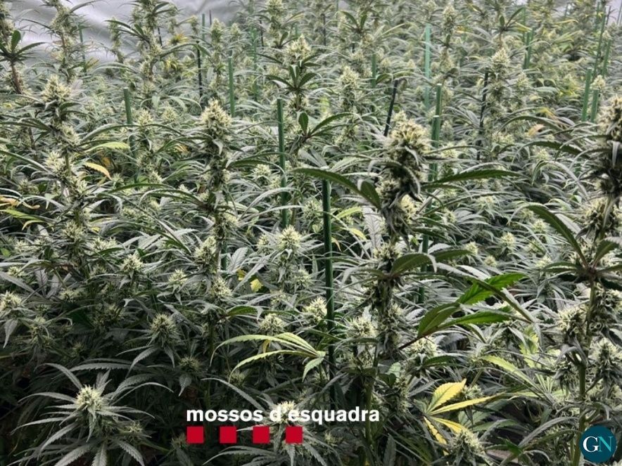 Mossos d'Esquadra 