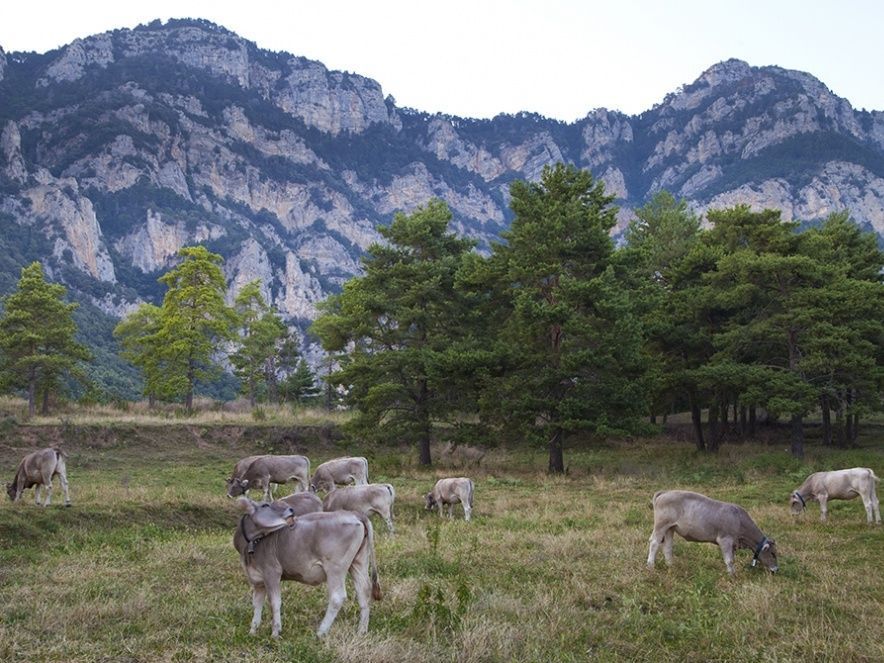 Vaca bruna dels Pirineus / Departament d’Agricultura, Ramaderia, Pesca i Alimentació 