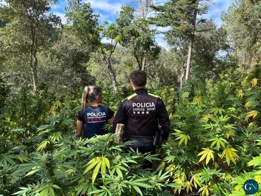 Plantació exterior de marihuana a Vidreres 