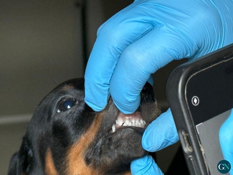 Mossos d'Esquadra / GN 
