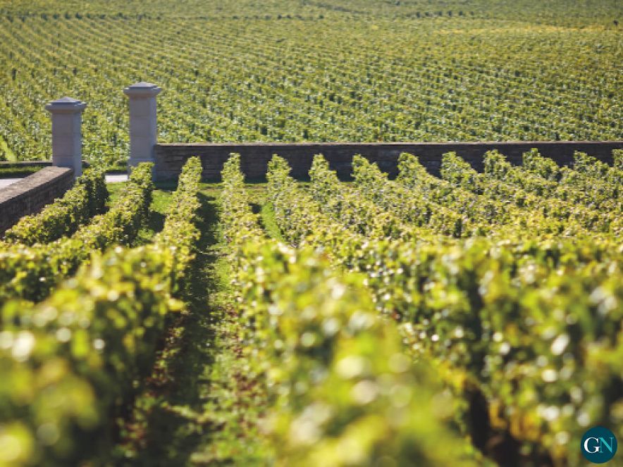 Viñas 