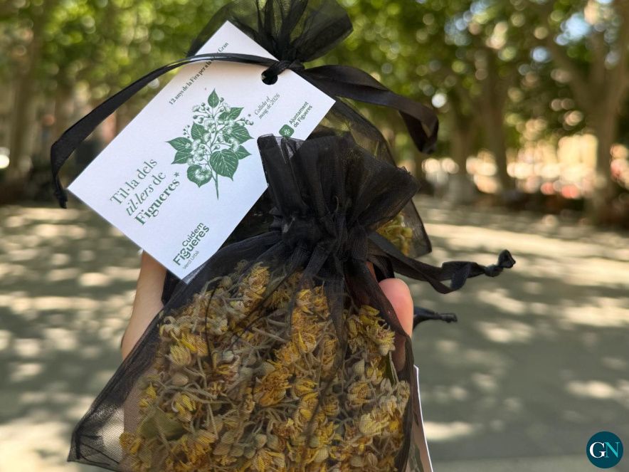 La flor dels til·lers de la ciutat per fer bosses de til·la 