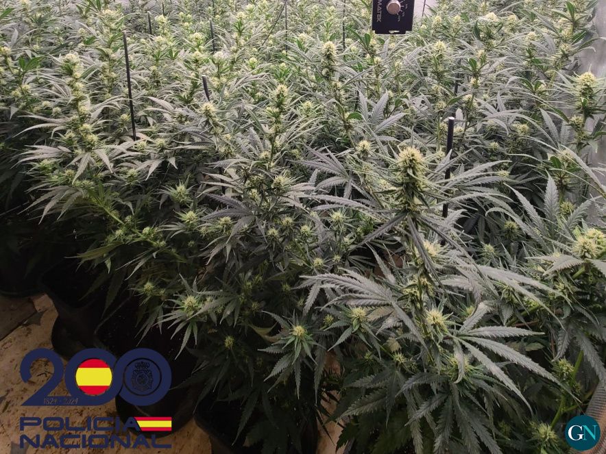 Plantes de marihuana a Maçanet de la Selva 