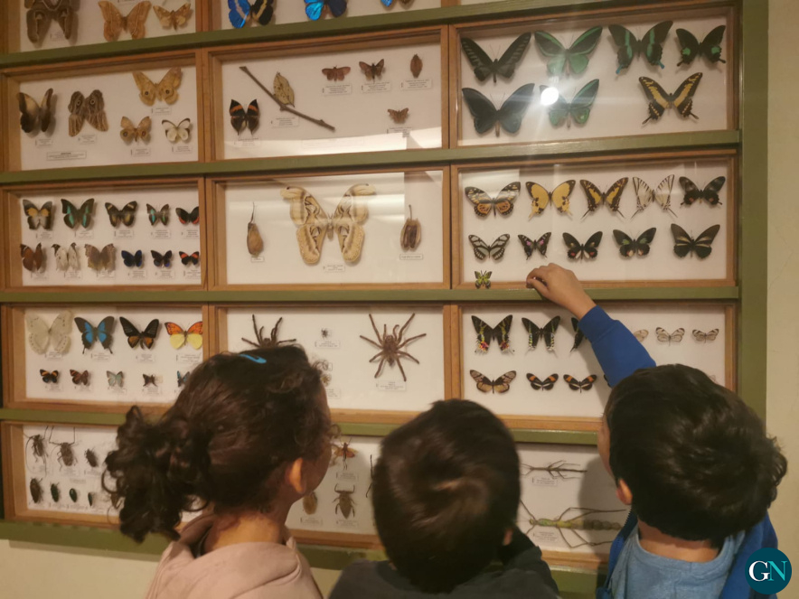 Museu Darer 