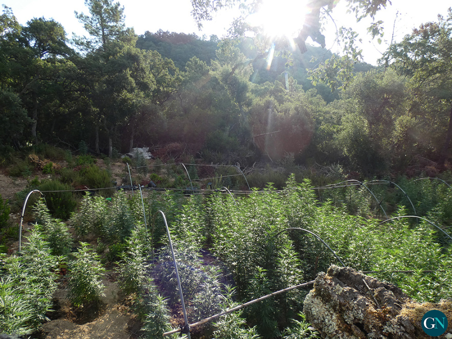 alt - Plantació amb més de 1.000 plantes de marihuana a Darnius / GN 