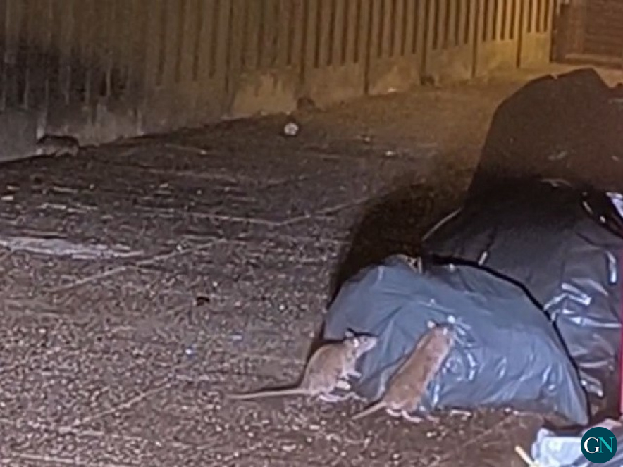 alt - Rates a Salt / GN 